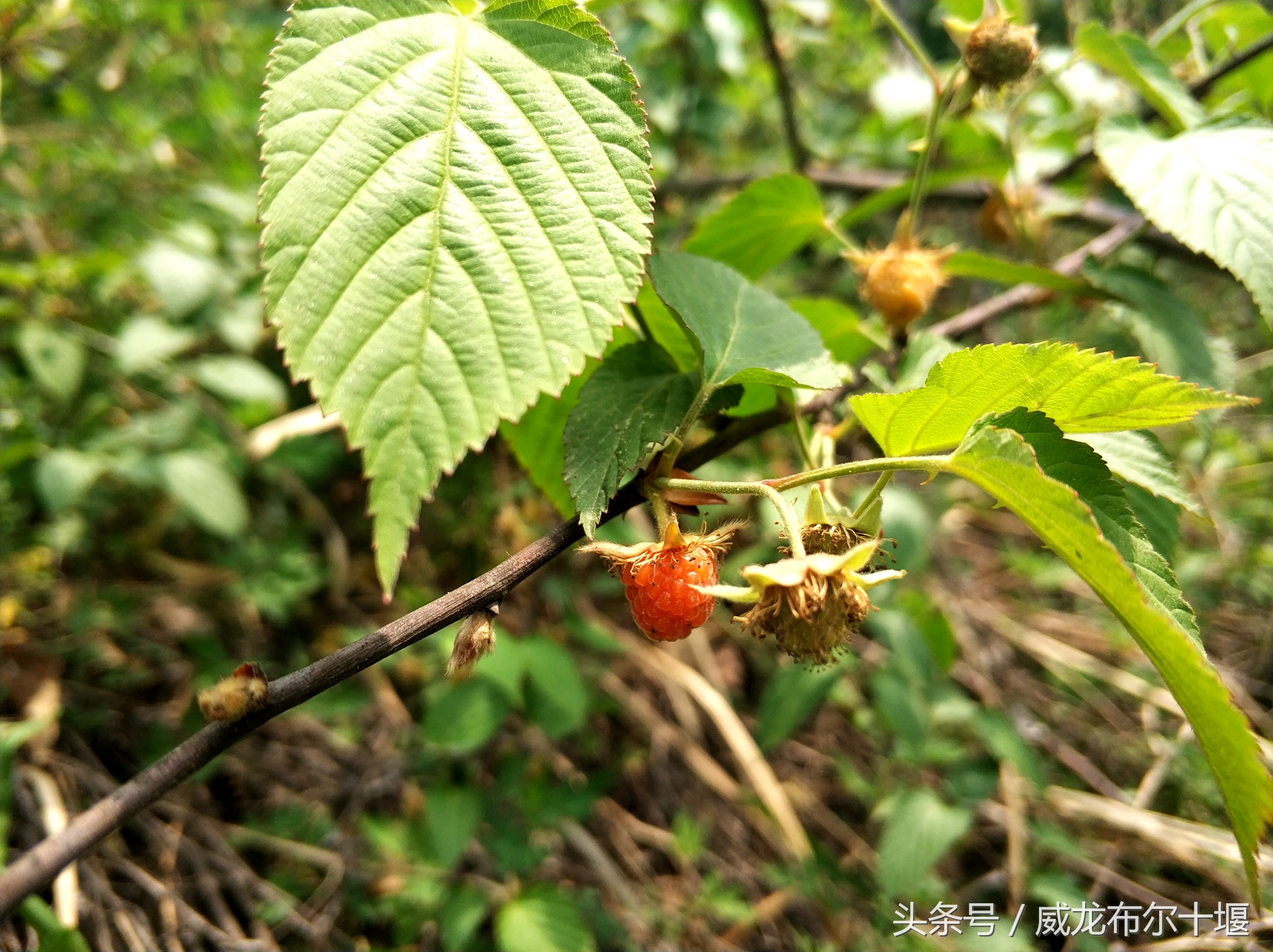 药用价值极高一种野味，几十元一斤，十堰大山里遍地没人摘