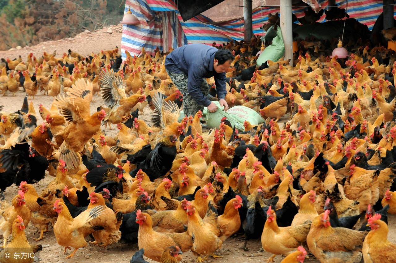 2018年养鸡业的趋势,养鸡形势