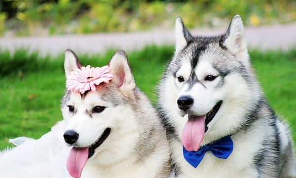 「涵姐说:哈士奇」哈士奇/西伯利亚雪橇犬介绍、优缺点、喂养等