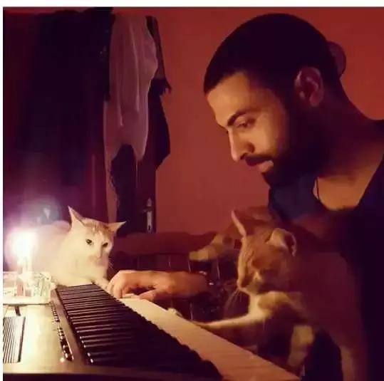 土耳其钢琴师小哥哥，人善心美，收留多只流浪猫而走红