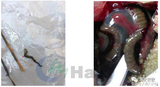 鱼饲料投喂的正确方法,鱼肠道膜薄怎么引起的