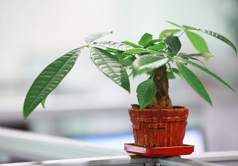 发财树叶子尖处卷起来怎么处理,发财树叶子卷曲怎么回事