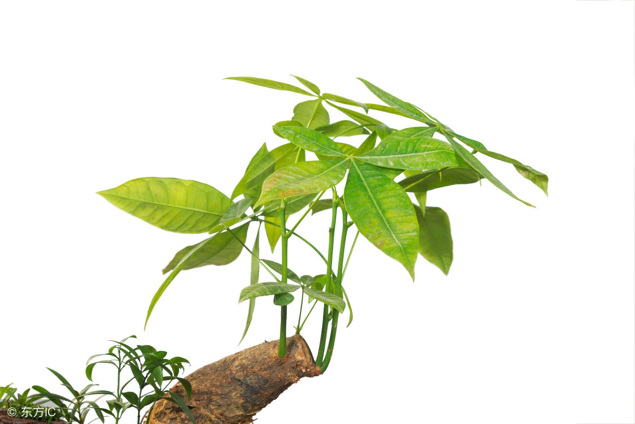 发财树叶子尖处卷起来怎么处理,发财树叶子卷曲怎么回事