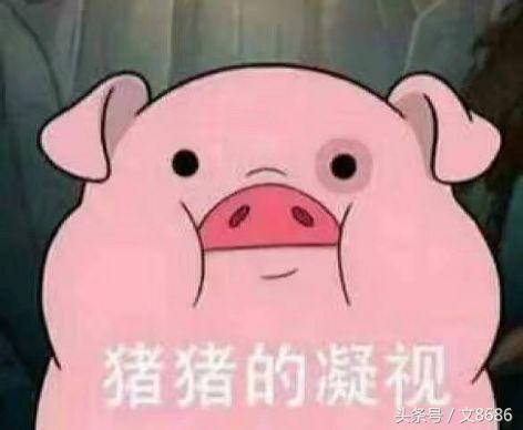 女大学生寝室养猪：确认过眼神，没想到遇上检查的人！