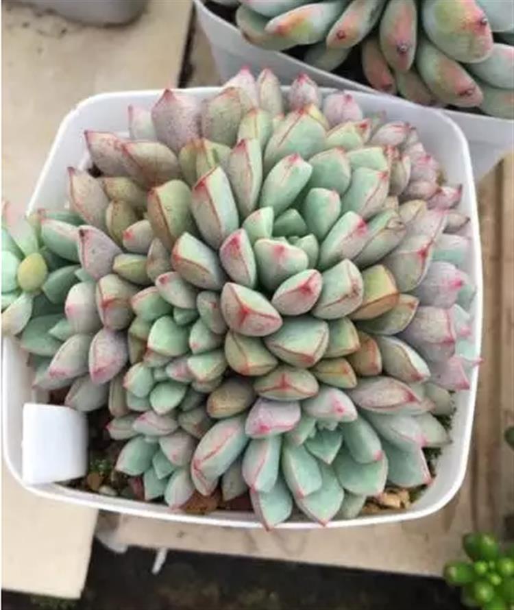 多肉居然能有这么顽强的生存,多肉可以养成什么样的小萌物