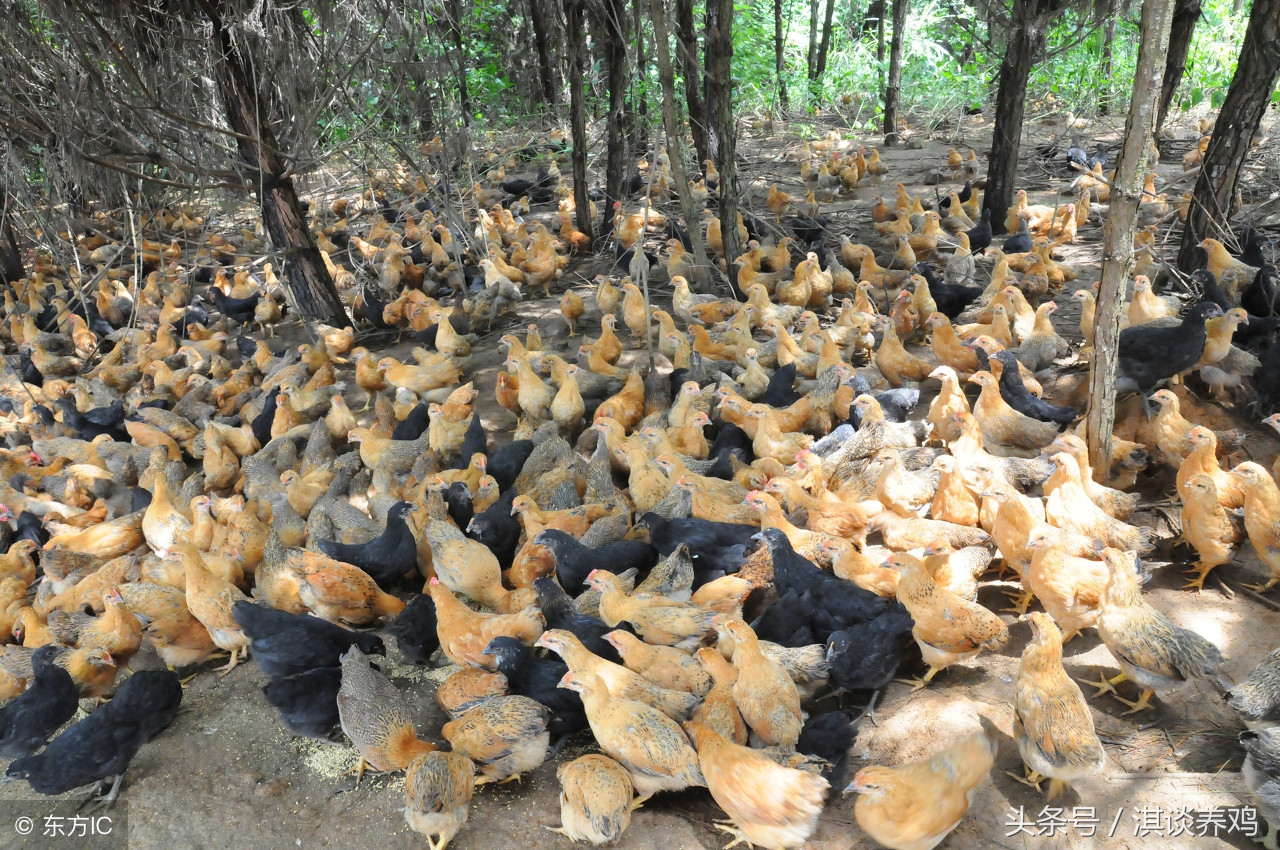 养鸡技术大全山地散养鸡,养鸡课堂全套教程
