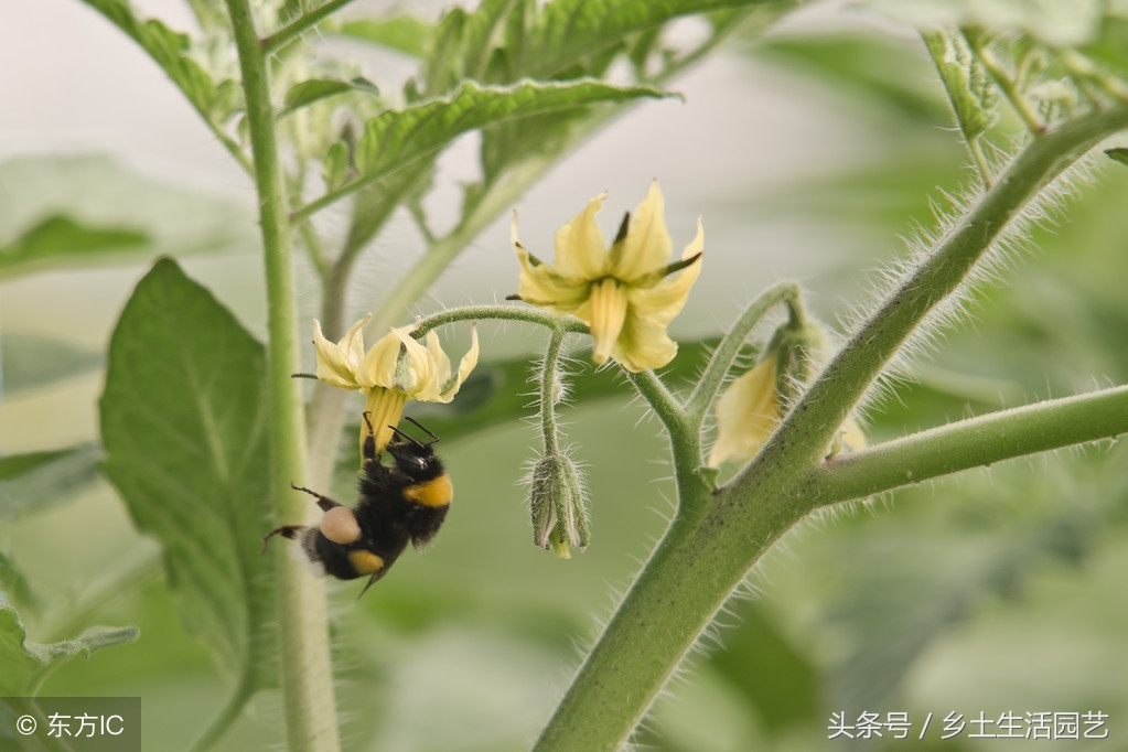 西红柿整株萎蔫什么病,西红柿萎蔫要不要遮阴