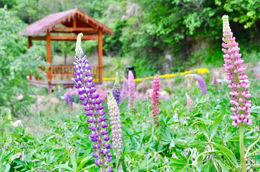 黄冈旅游一日游 (武汉黄冈景区有哪些景点)