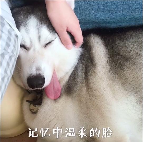 犬瘟后遗症哈士奇,哈士奇犬瘟的症状及治疗方法图片