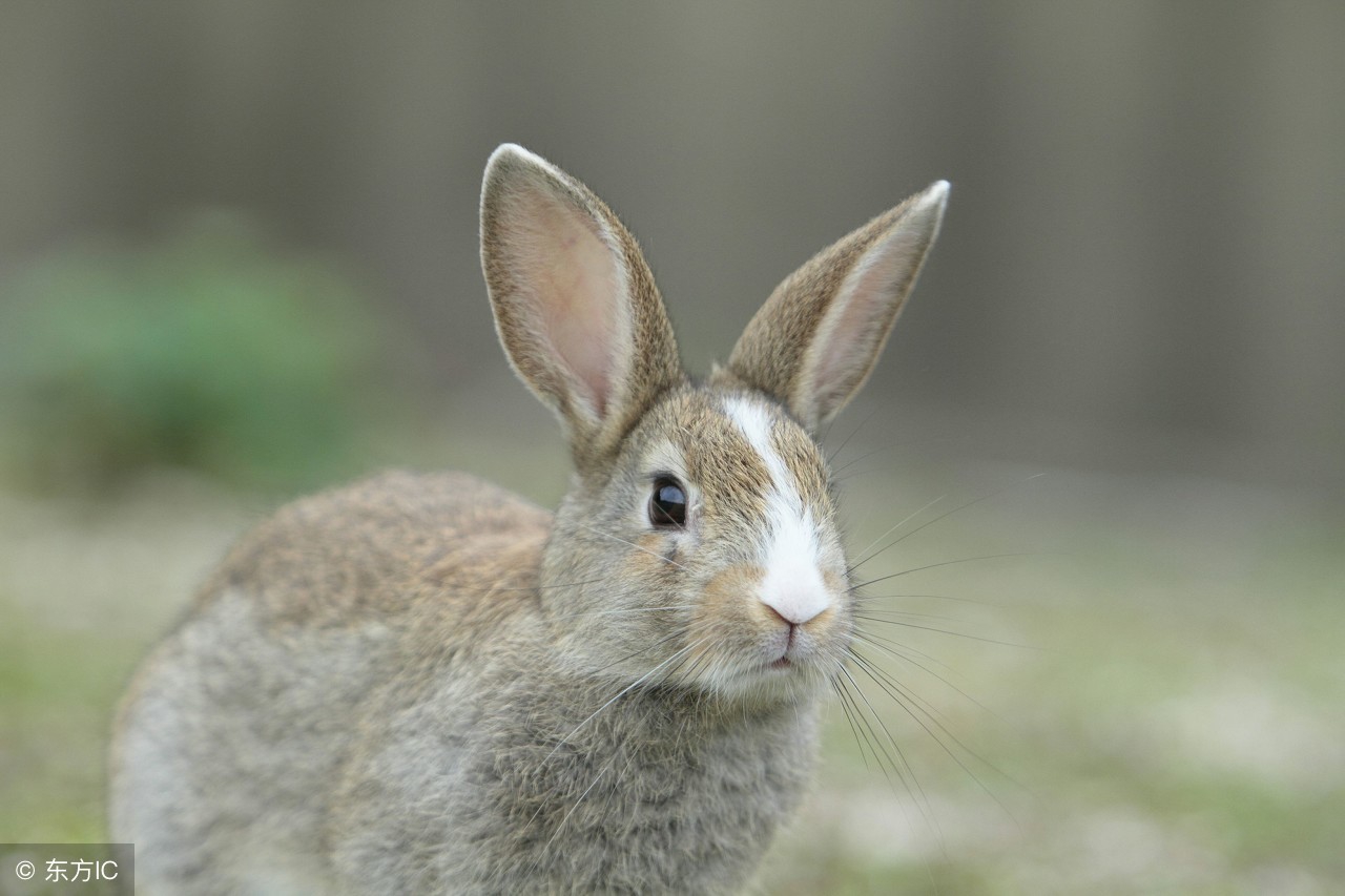 兔人工授精技术,给兔人工授精方法