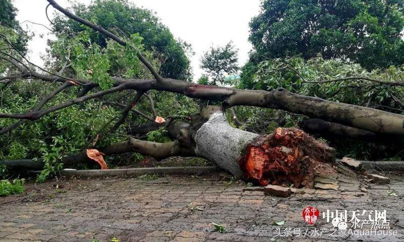 水产塘口每日最新报价,水产频道淡水鱼今日行情