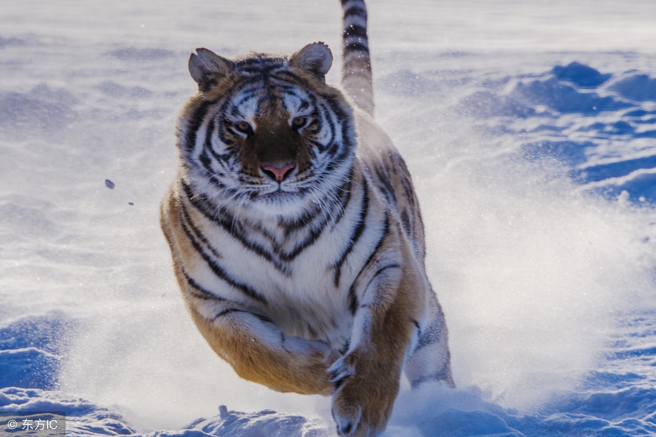 老虎遇见黑熊谁的胜率比较大？这些证据可以解除你的疑问！