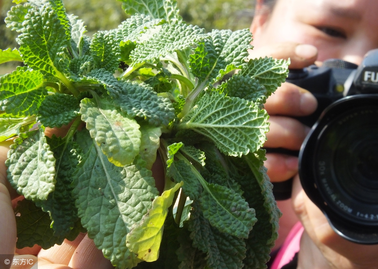 农村常见的臭的野菜,农村烂地里的野菜野草