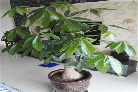 发财树绿萝黄叶用什么,发财树绿萝黄叶怎么办