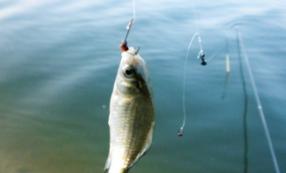 广西南宁钓鱼钓点,广西最新钓鱼技巧