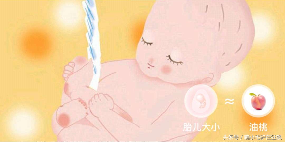 孕期宝宝变化的视频,妊娠第28周胎儿变化