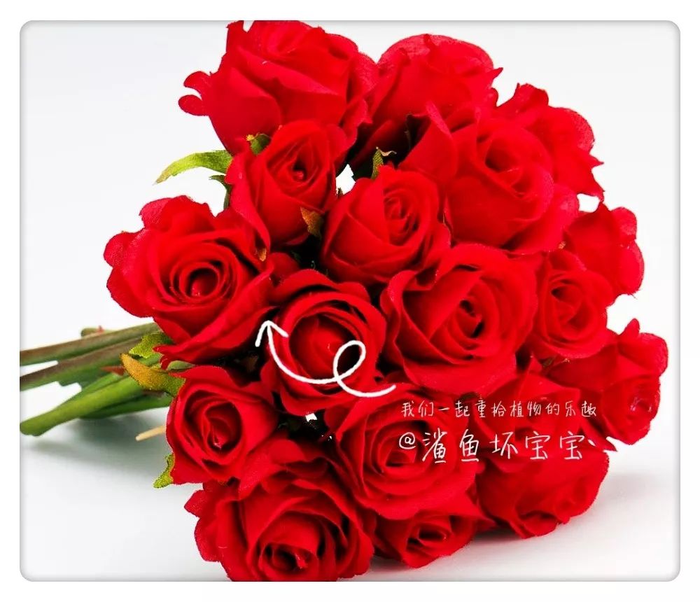 植物世界橡树,植物世界木棉花