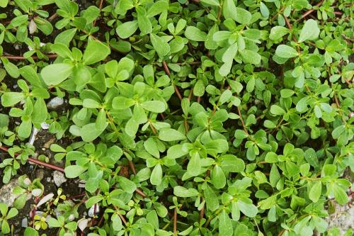 马齿苋的小故事,中药赤芍的趣味小故事