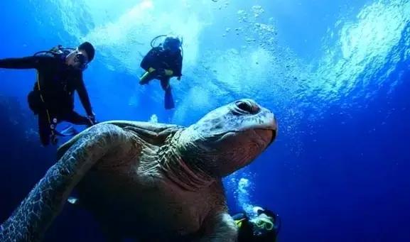 帕劳的旅游咋样,帕劳森旅游攻略