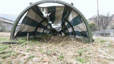 走进神秘警犬基地！解密“神犬”是怎样炼成的……