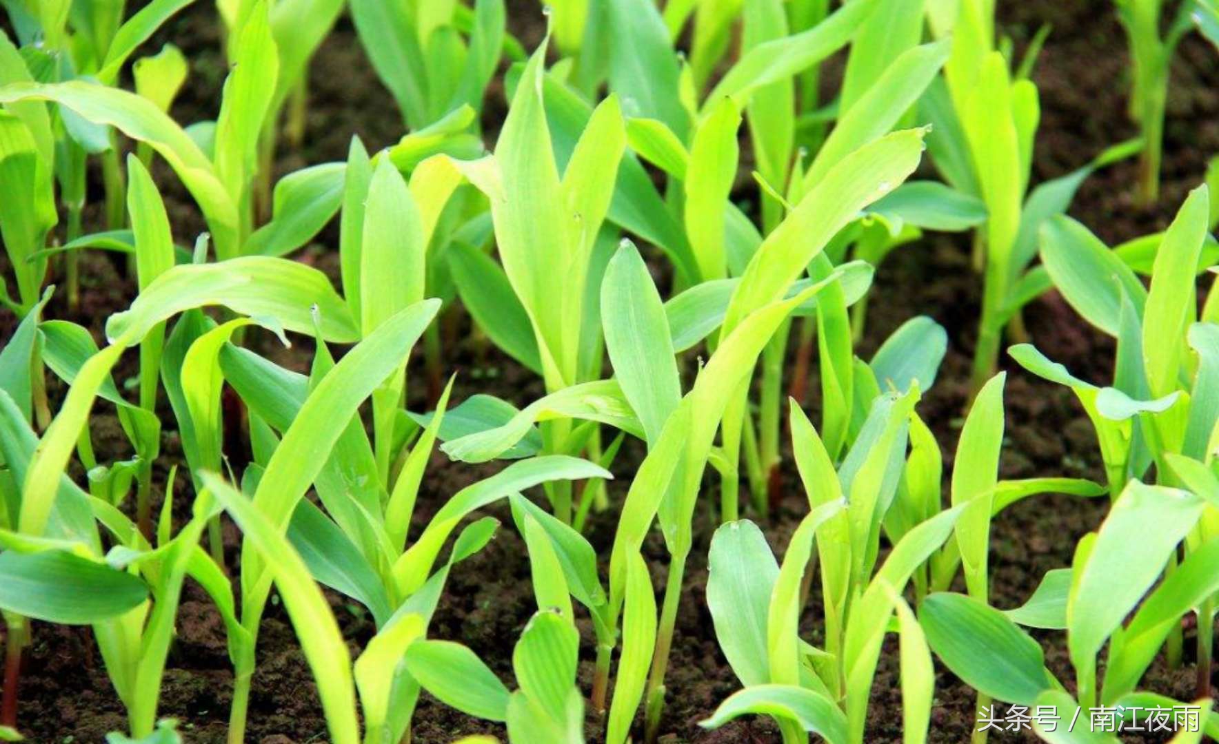 高粱造假的秘密,高粱到底留下了什么病根