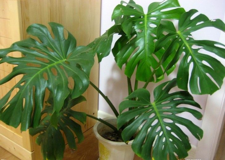 客厅好养的花草植物有哪些,什么花草放在客厅最好