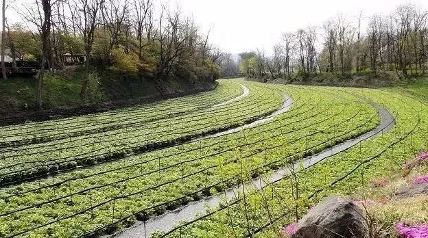 吃了一整包的芥末,真芥末和假芥末的区别视频