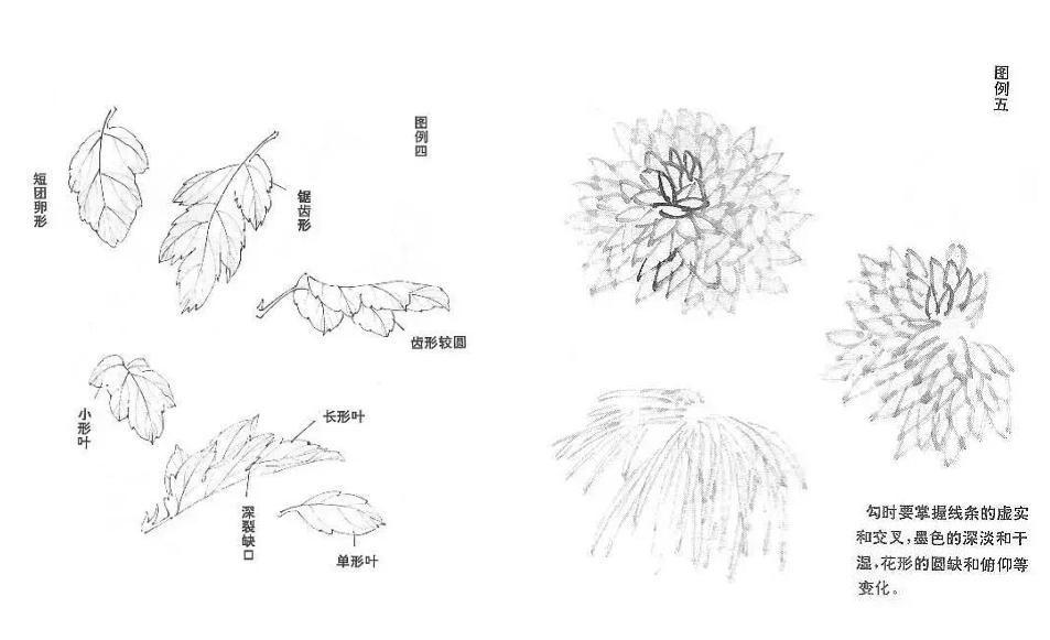 徐湛国画菊花画法视频教程,怎么画国画菊花又美又简单