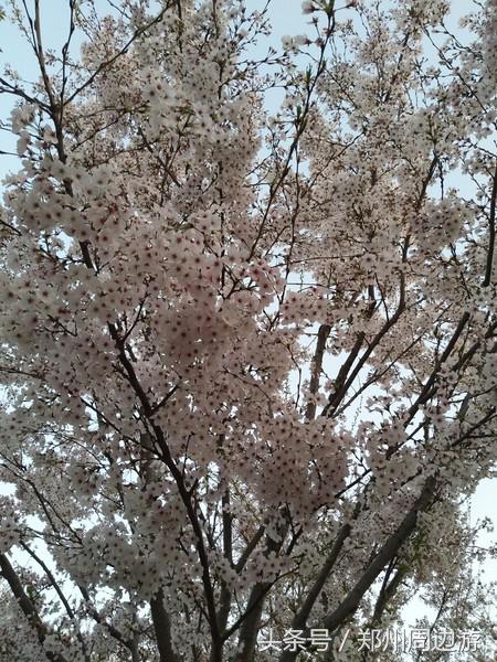孤柏渡黄河塬蹦极,孤柏渡黄河旅游风景区蹦极还有吗