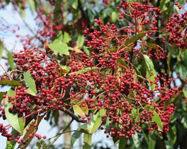 大学校园里面的石楠花,复旦石楠花
