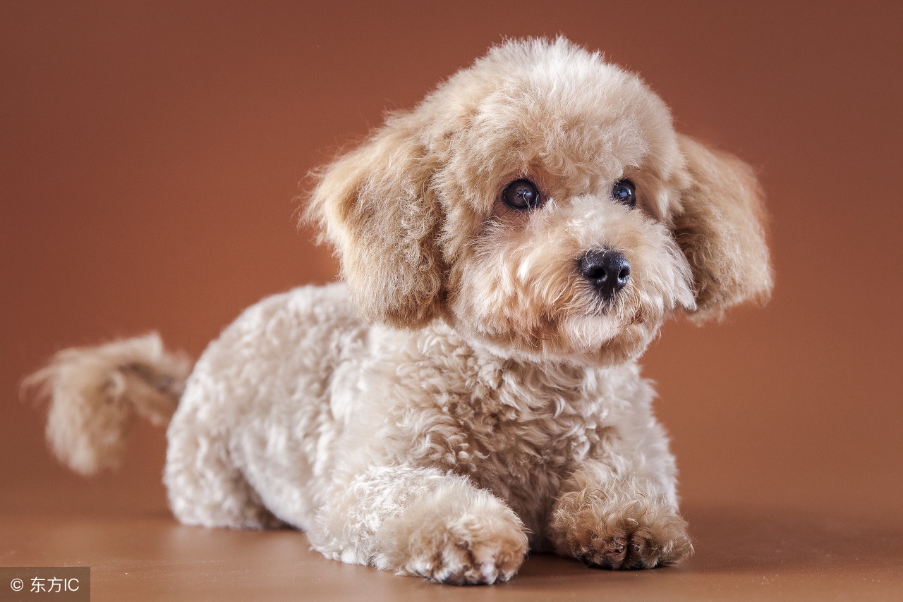 贵宾犬的优点和缺点,贵宾犬优点及缺点