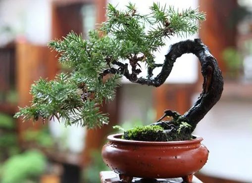 上海黑松微型盆景 (黑松微型盆景日本黑松30公分价格)