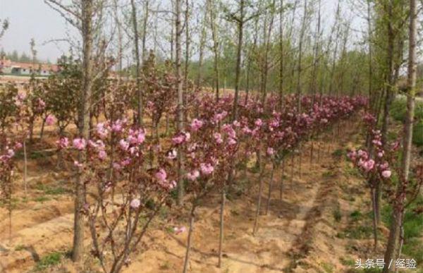 樱花树移栽全年养护方案,盆栽樱花树教程视频