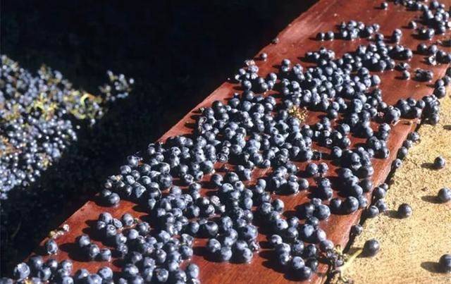 中国红酒供销网——爱喝红酒的你最好都知道!