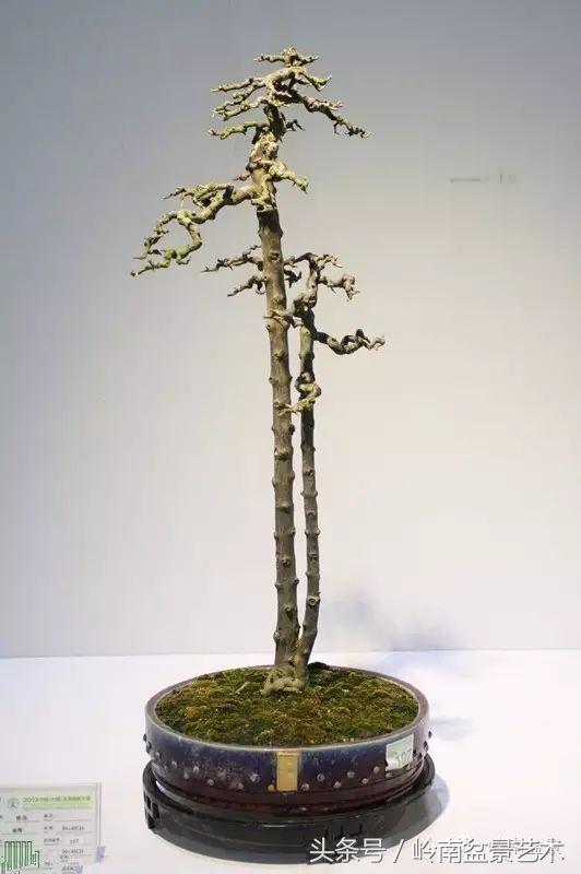 双杆罗汉松树盆景造型,双斜杆盆景