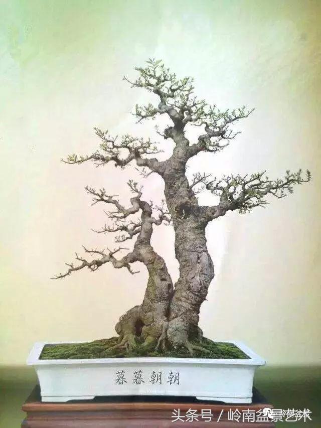 双杆罗汉松树盆景造型,双斜杆盆景