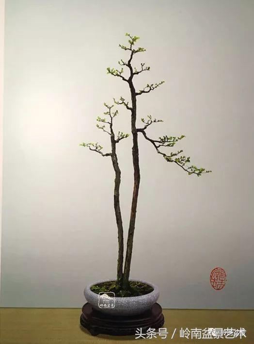 双杆罗汉松树盆景造型,双斜杆盆景