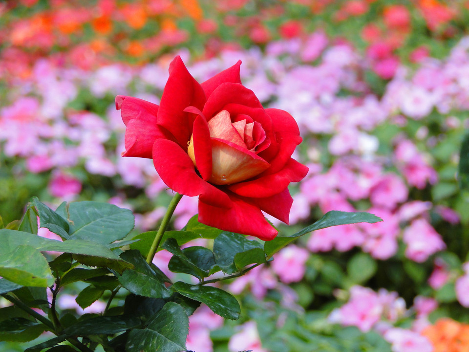 形容春天的美好景象的成语,春天的成语100个简单