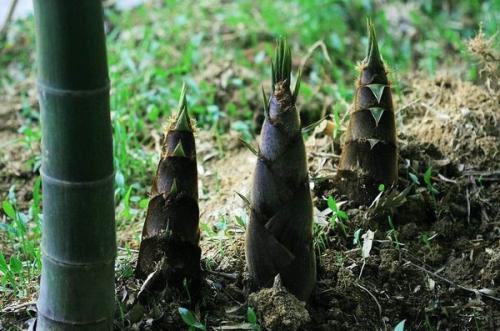 春季营养好蔬菜——笋