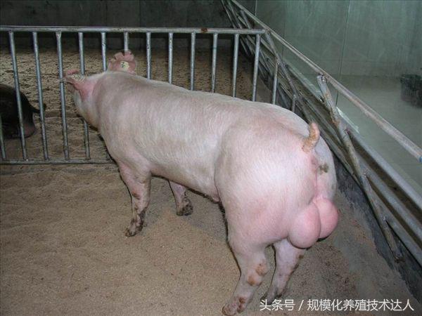 公猪病最佳治疗方法,种公猪睾丸发紫怎么治疗