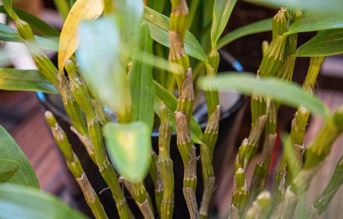 铁皮石斛泡水喝的功效作用,铁皮石斛酿酒的功效