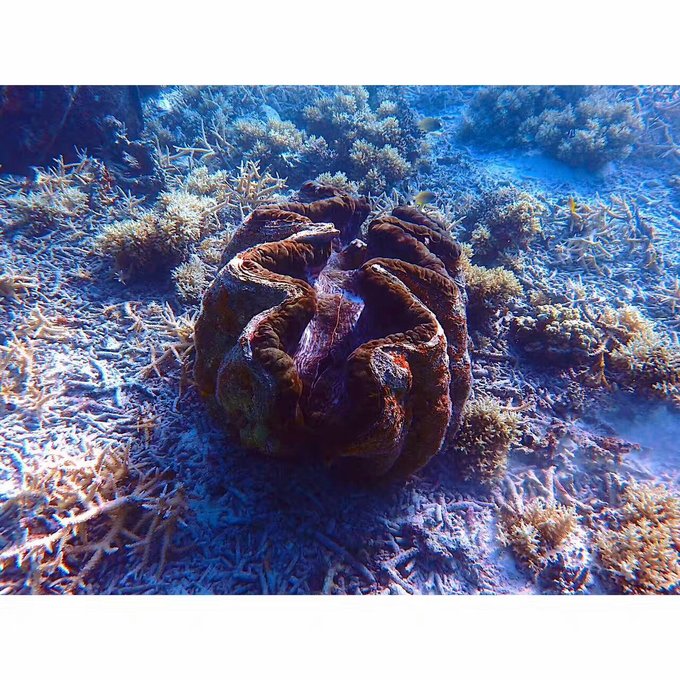 看我这发型酷不酷｜我觉得很可爱啊！帕劳潜水超级赞！