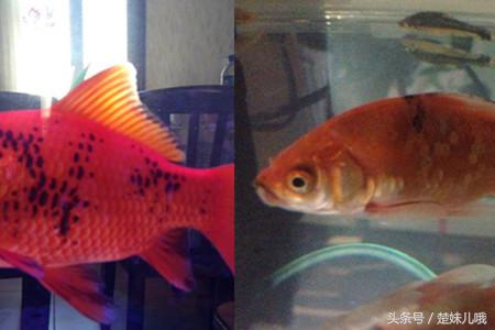 鱼身上有黑斑是什么鱼,鱼身上长黑斑用啥药治