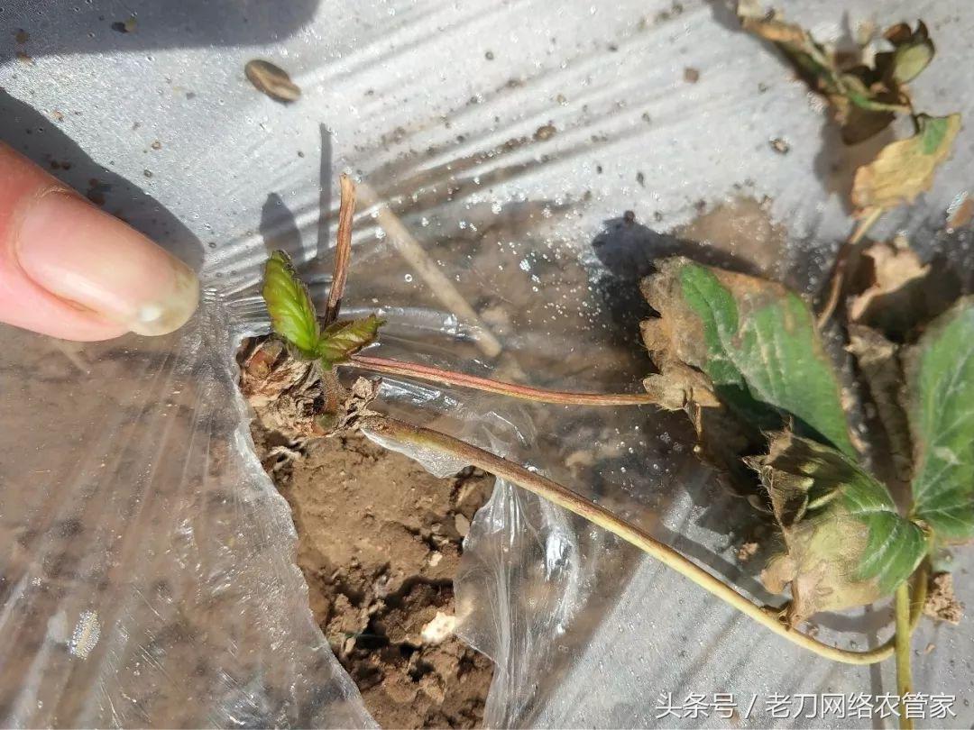 草莓根黄了要不要剪掉,草莓根全部黑了能救吗