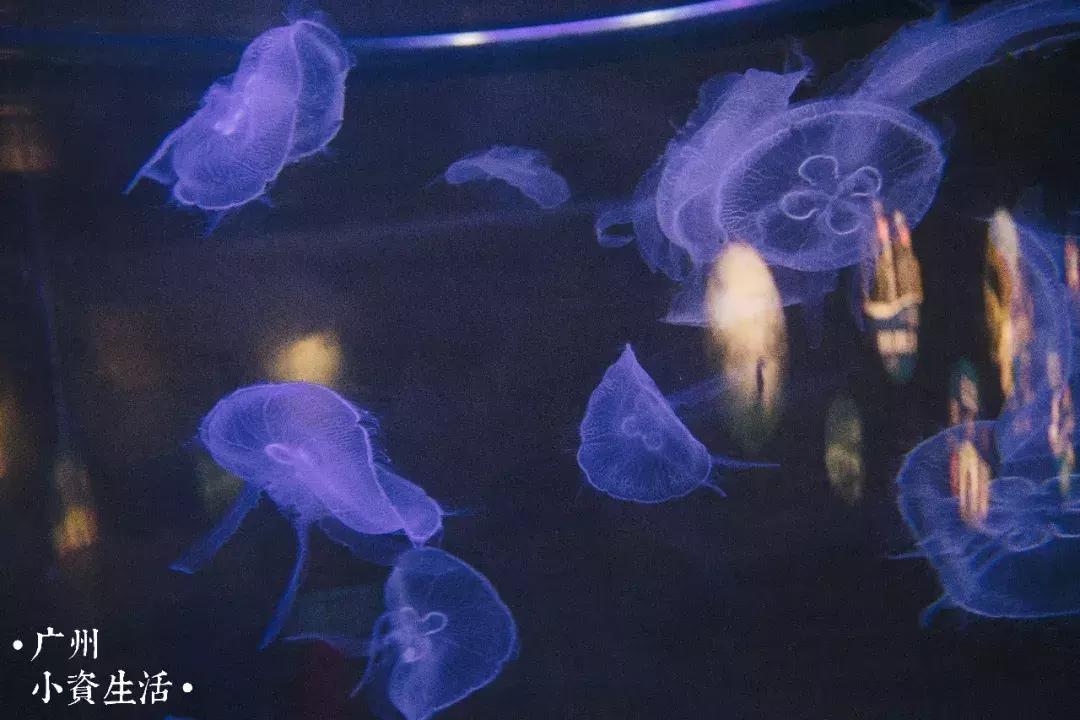 巴南海洋公园一日游攻略 (香港海洋公园游玩攻略)