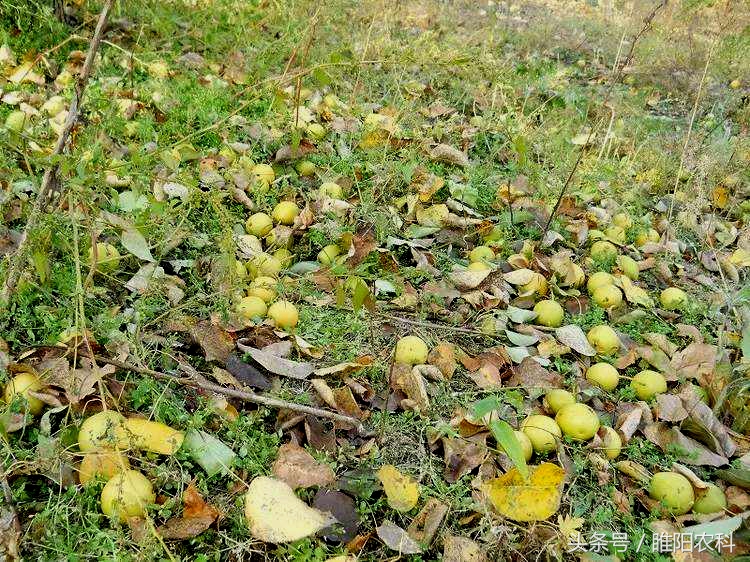 出现药害纠纷处理方法,小麦受除草剂药害怎么解决