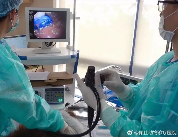 边牧误食葡萄皮,边牧咬小孩的事件