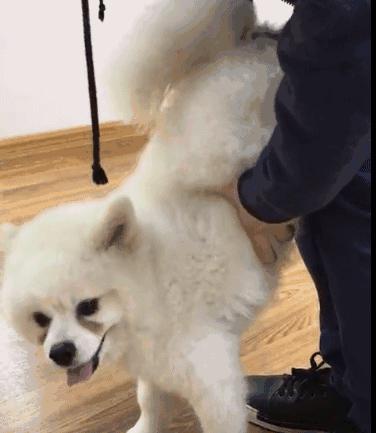 边牧误食葡萄皮,边牧咬小孩的事件