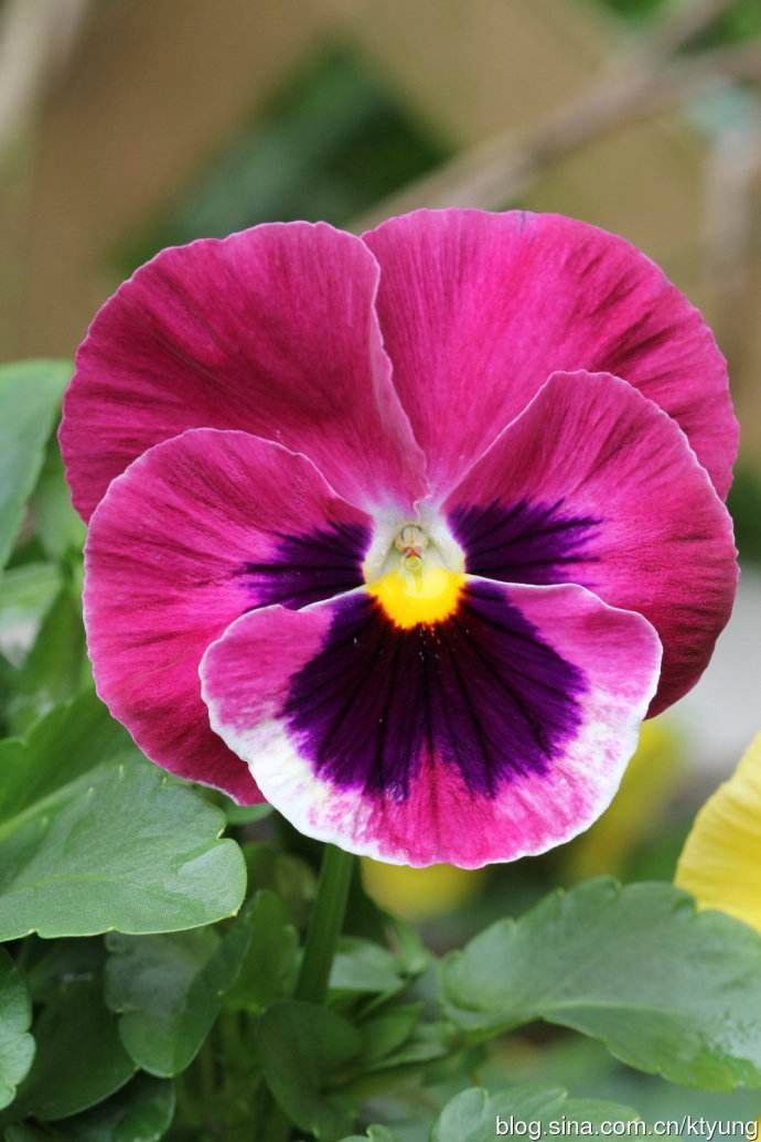 可爱的姑娘笑脸——三色堇花