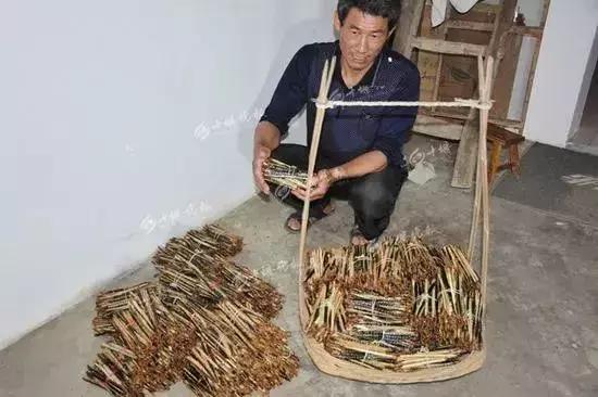 一晚能挣300元的产品,一晚能赚上万元红虫